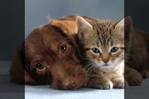 Querformat Thumbnail mit der 'cropcenter' Methode